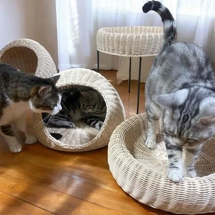 猫ベッドでくつろぐ猫たち