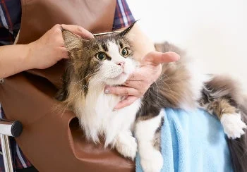 猫をグルーミングする様子