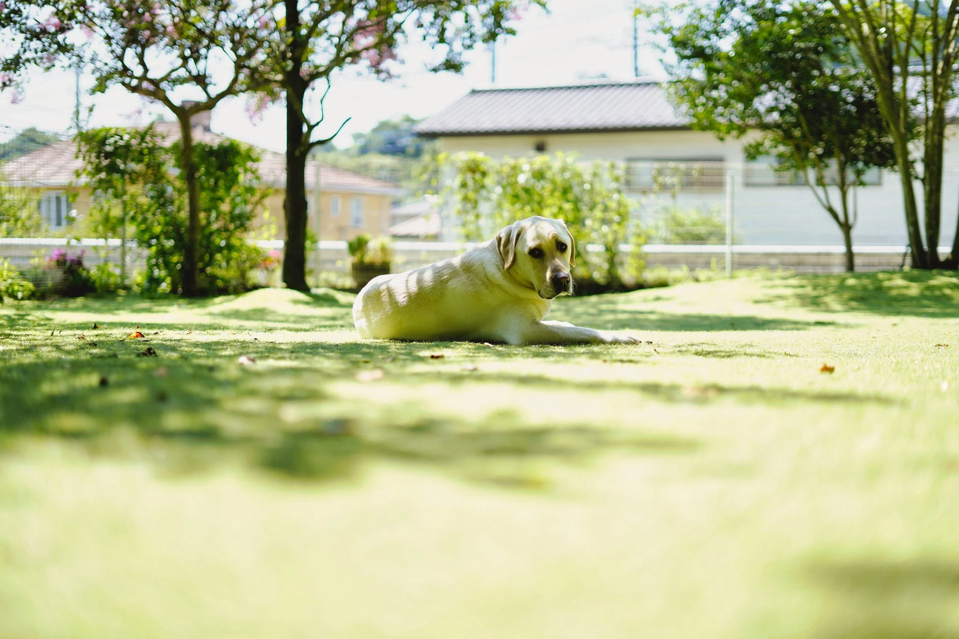 芝生でくつろぐラブラドールレトリバー
