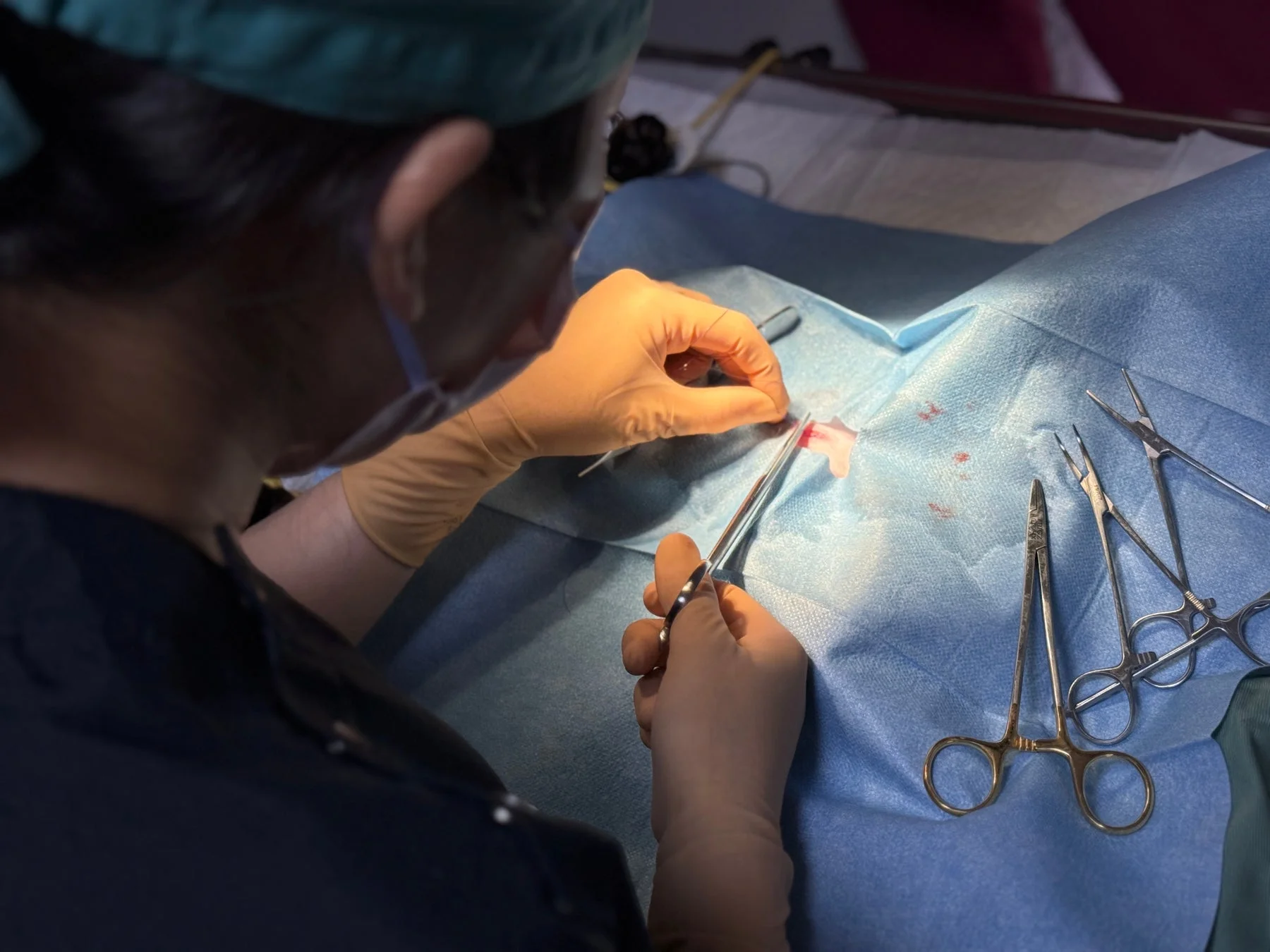 手術を行う獣医