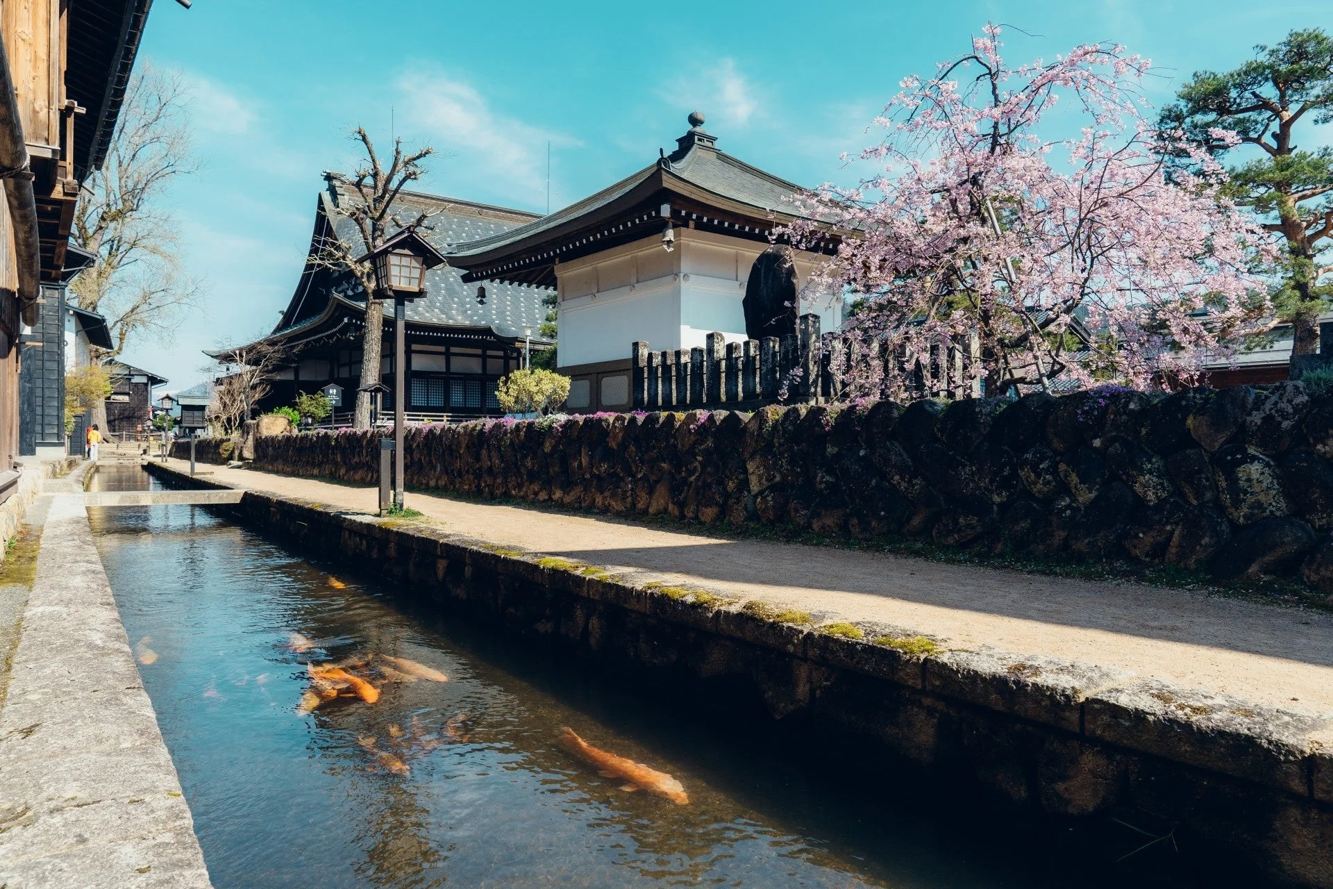 春の日本の古い町並みと鯉