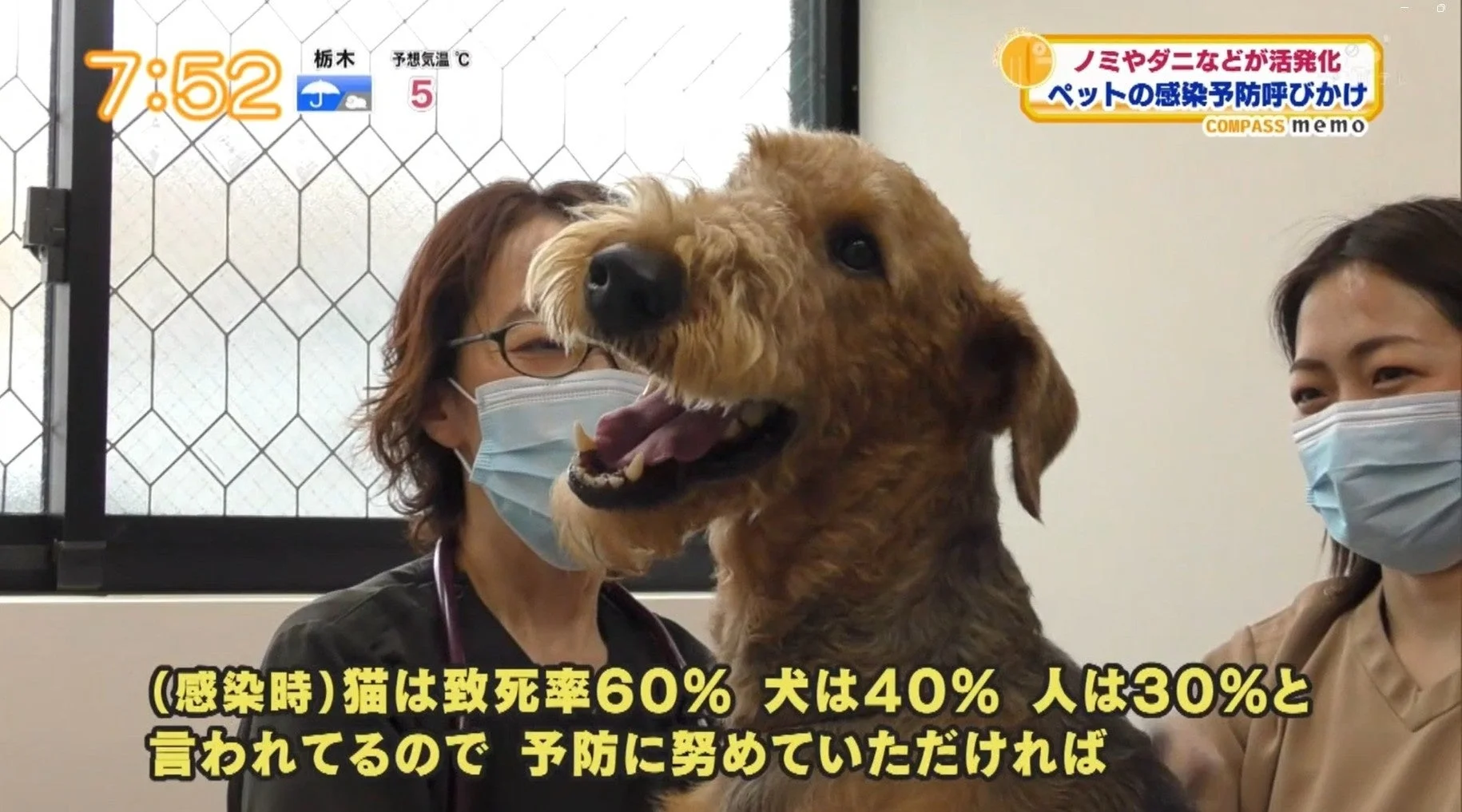 テレビ番組内で、獣医と飼い主、犬が感染症予防について話す様子
