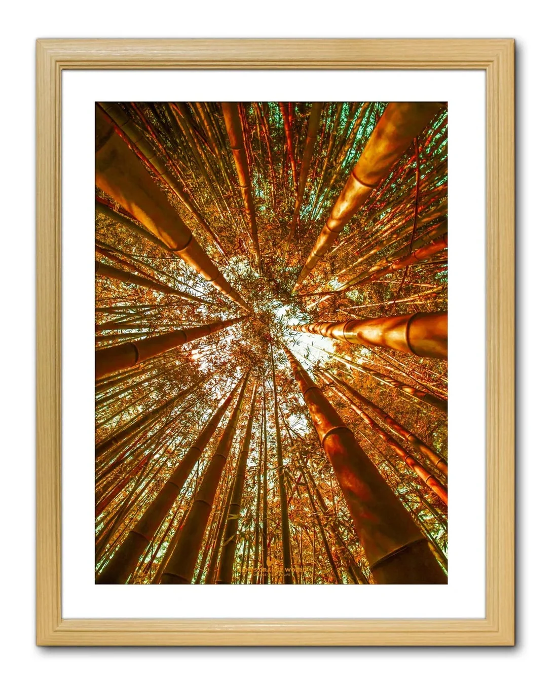 ORANGE BAMBOO RUSHING FORWARD