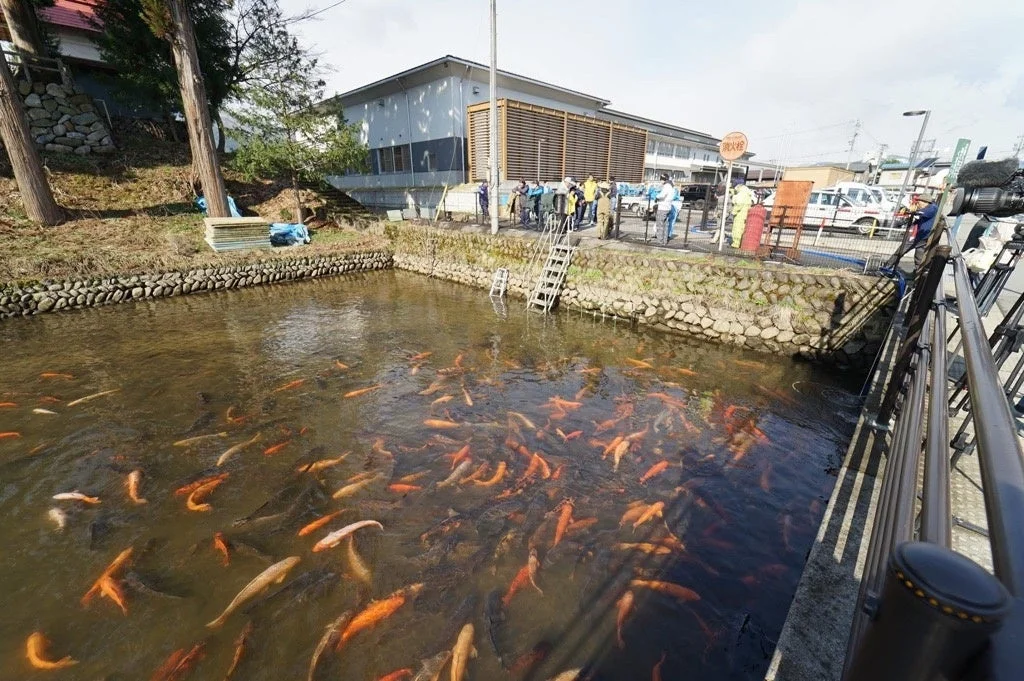 多くの鯉が泳ぐ水路に集まる人々