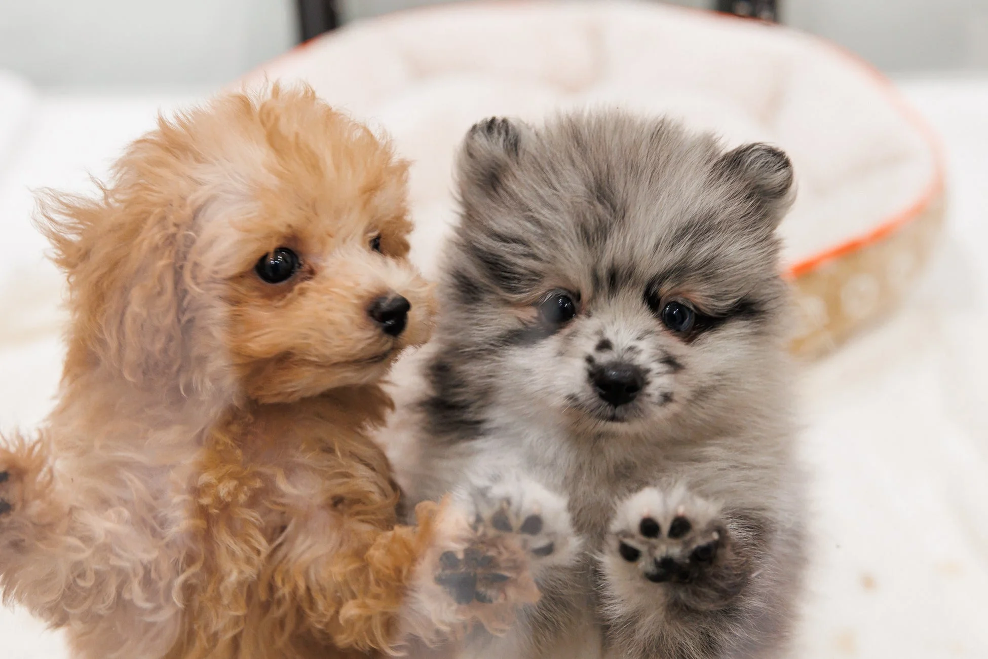 透明な壁越しにこちらを見つめる2匹の愛らしい子犬