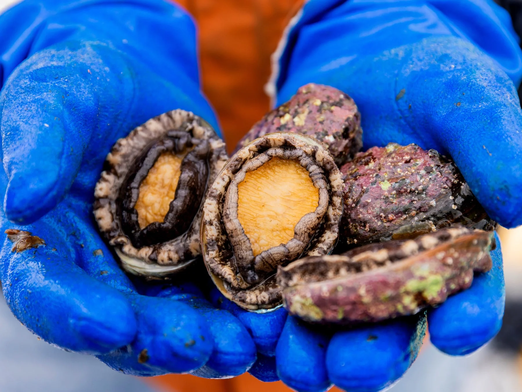 青い手袋でアワビを持つ手