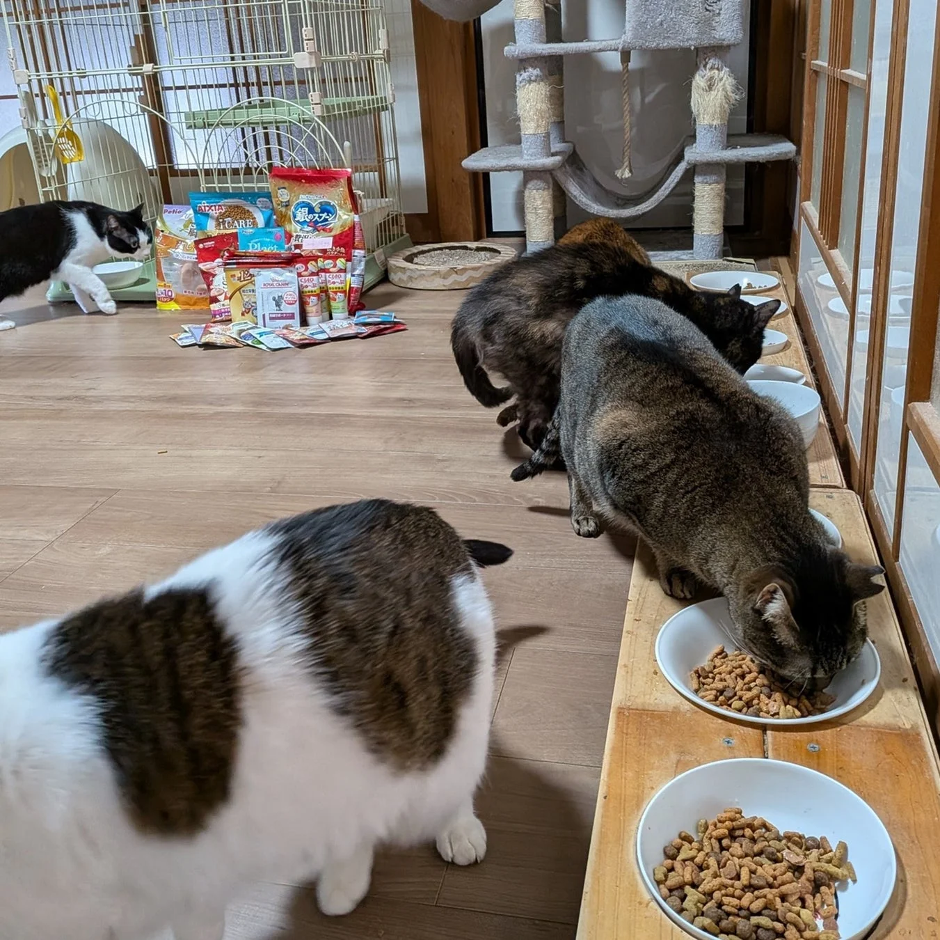 複数の猫が食事をしている様子