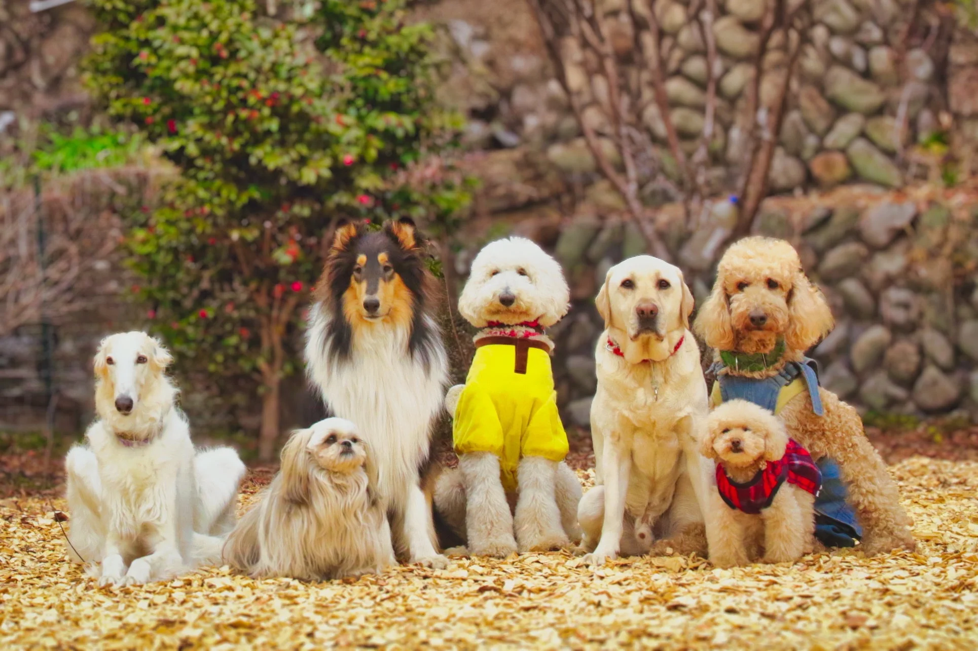 様々な犬たちの集合写真