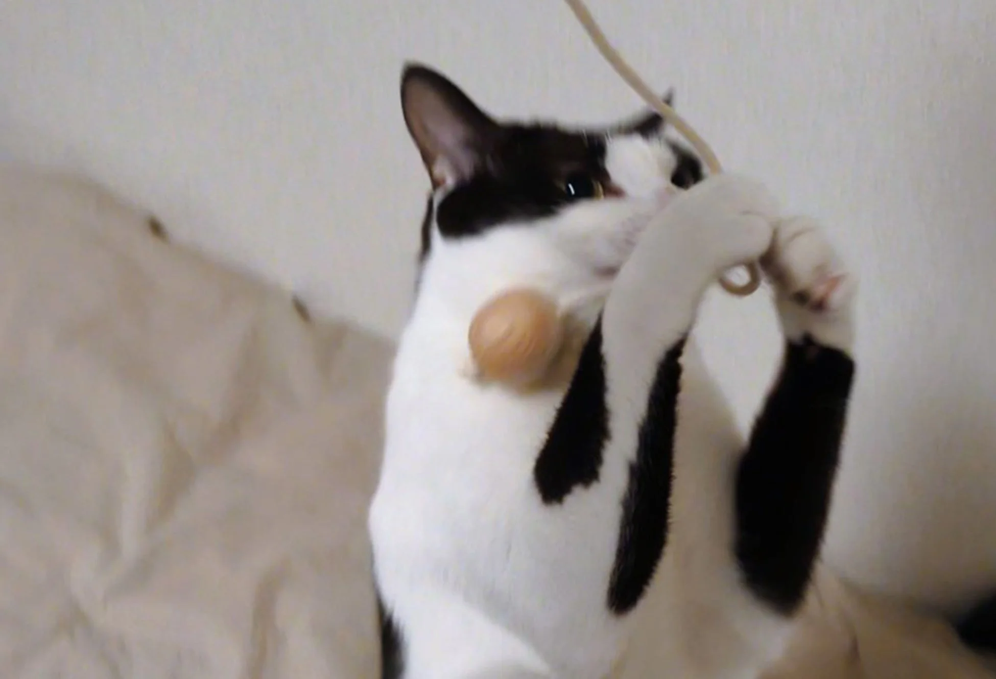 ボールで遊ぶ猫