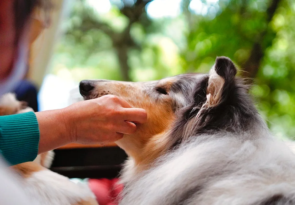 犬と触れ合う様子