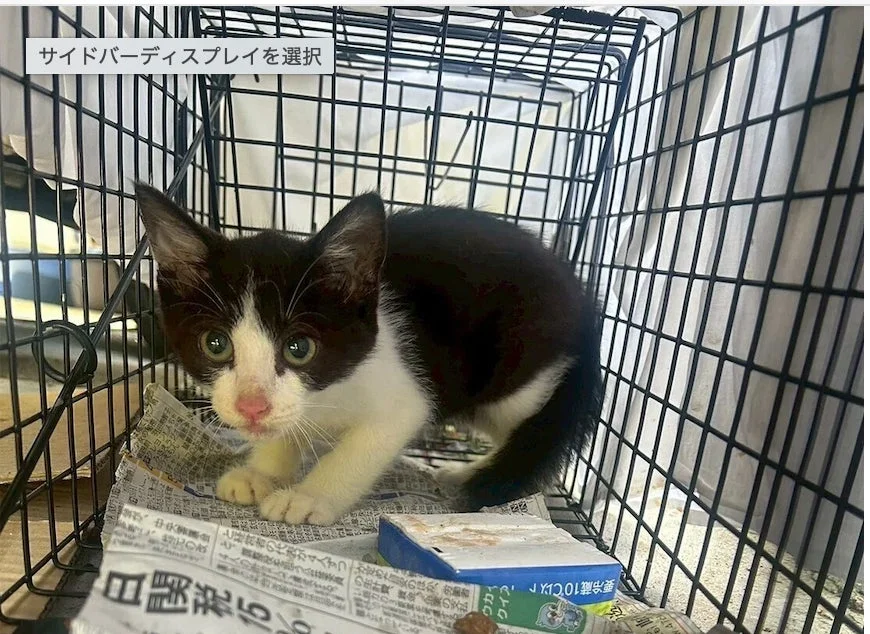 ケージの中の子猫