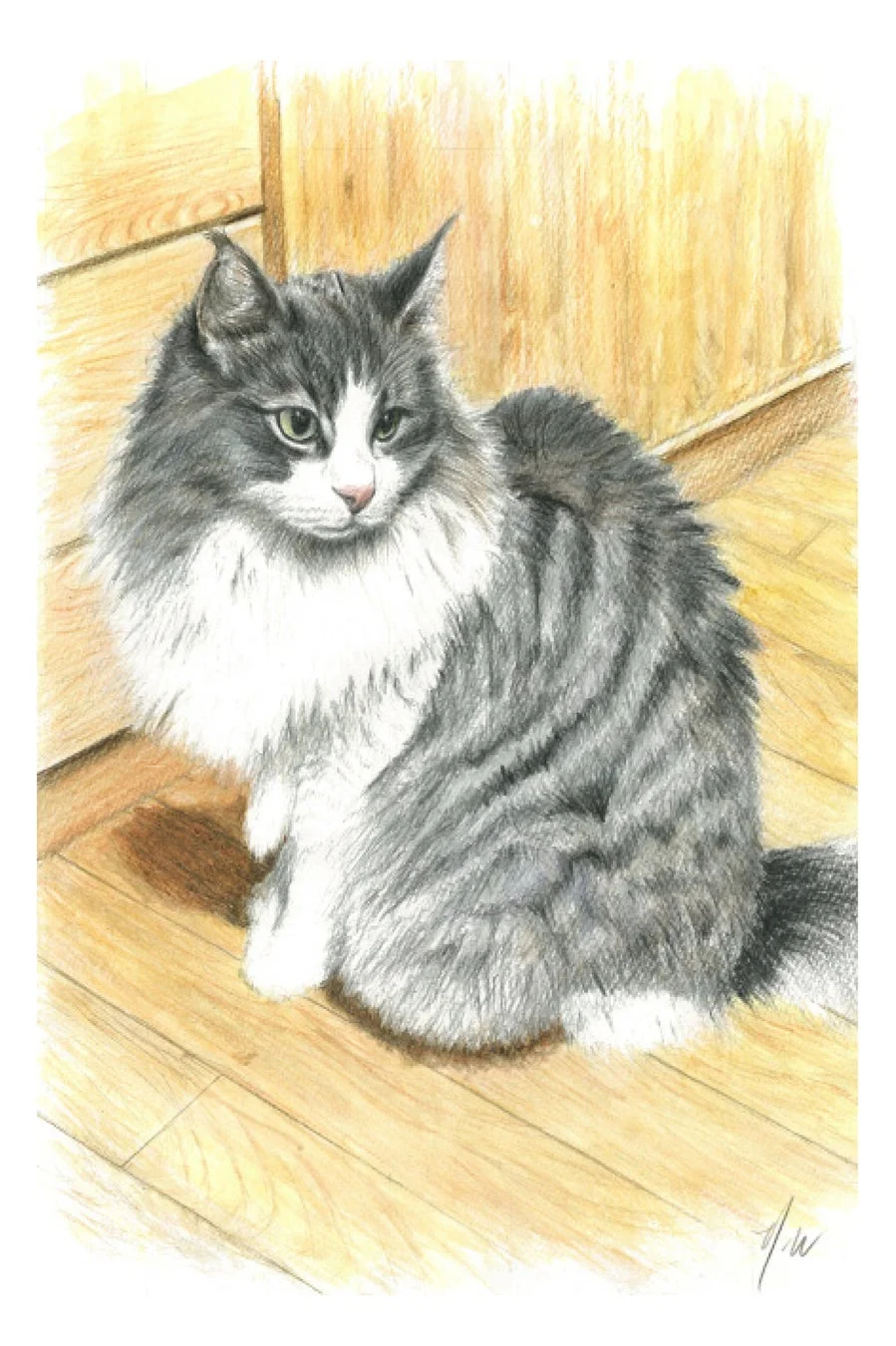 長毛猫のイラスト