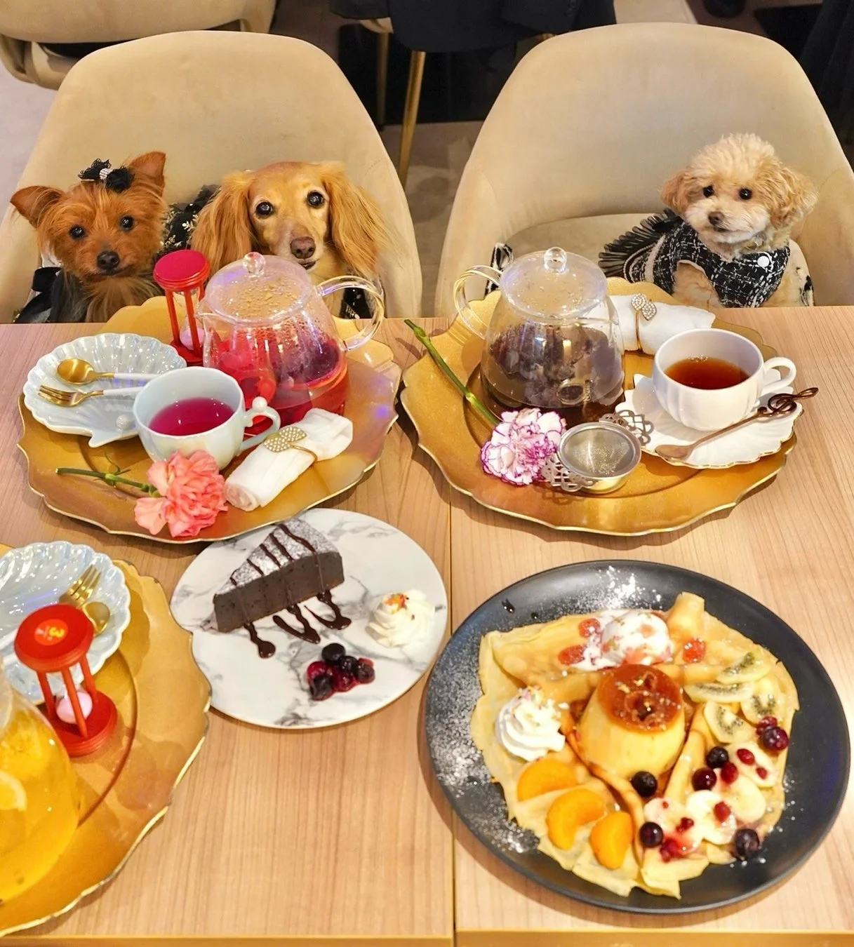 カフェでくつろぐ犬たち