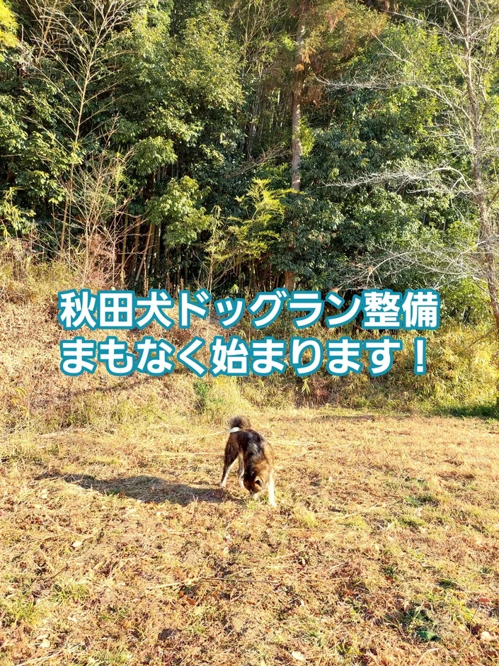自然豊かな場所を探索する秋田犬