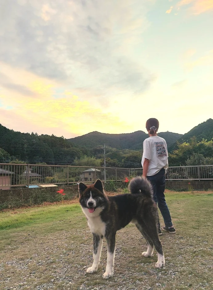 夕焼け空の下、秋田犬と人物