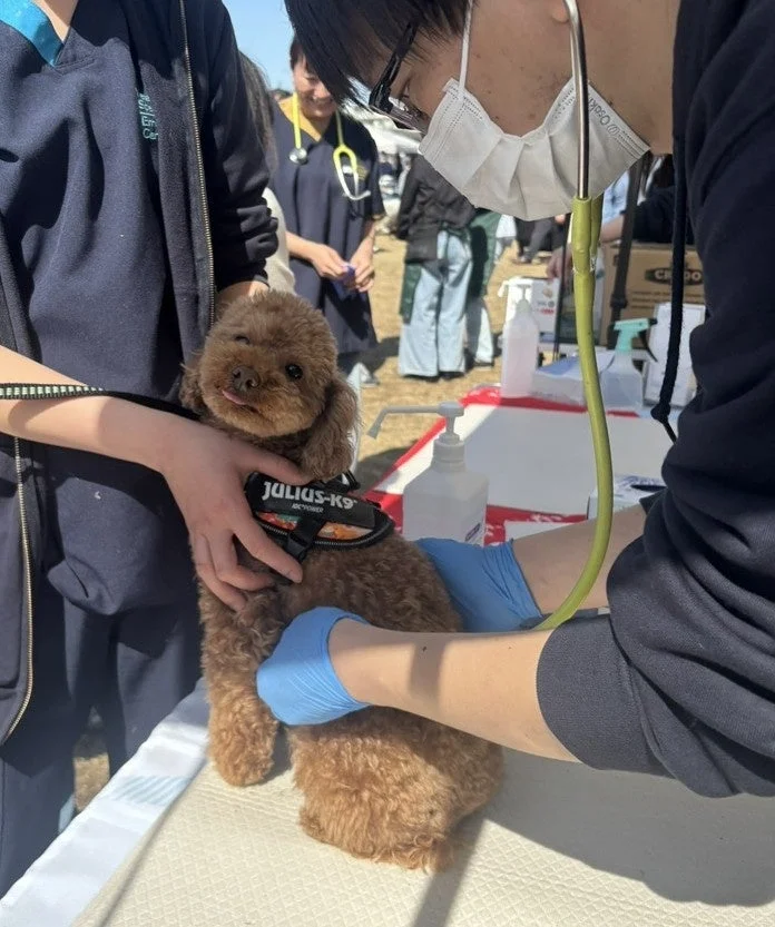 犬の健康チェックの様子