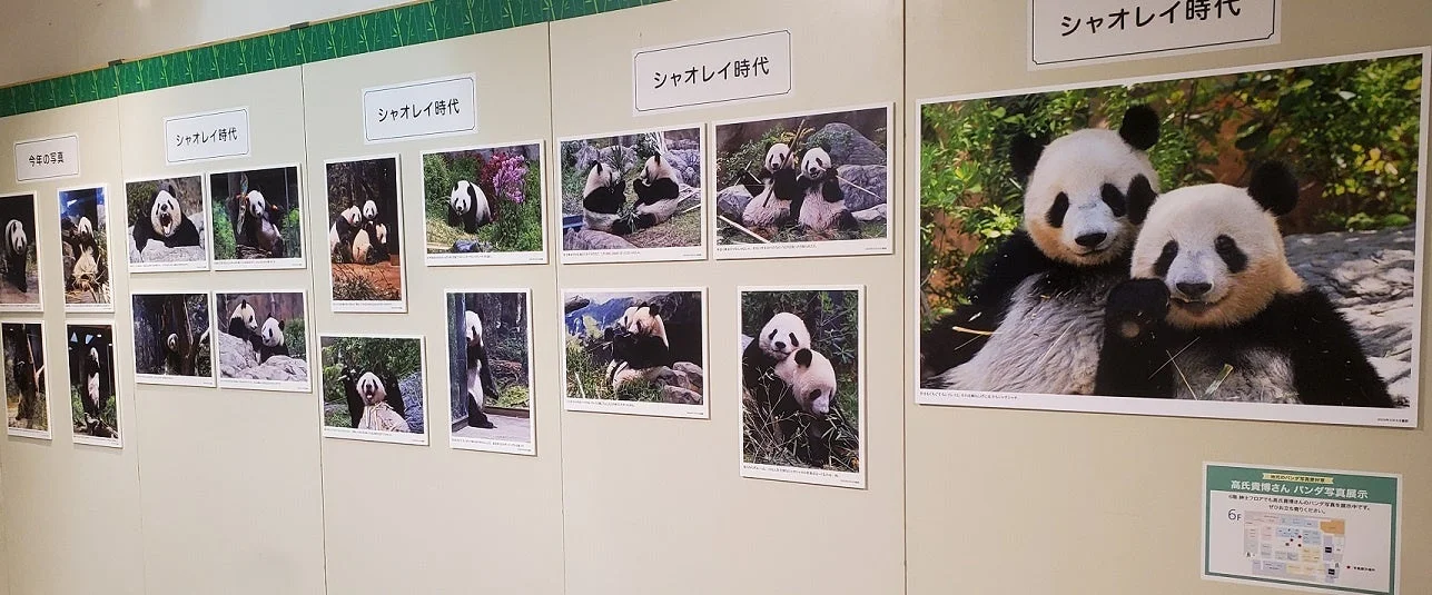 パンダ写真が多数展示された壁