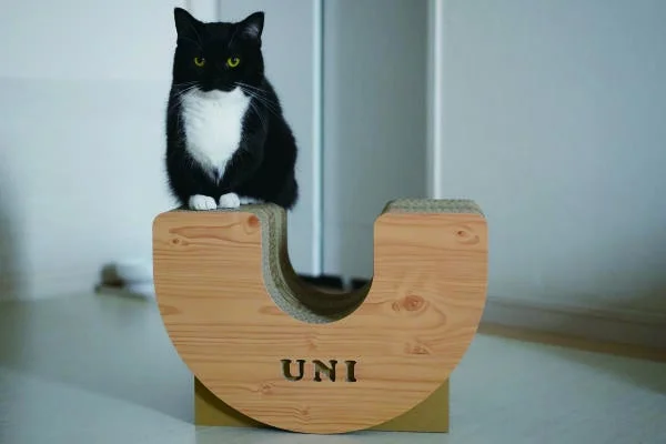 爪とぎに座る黒猫