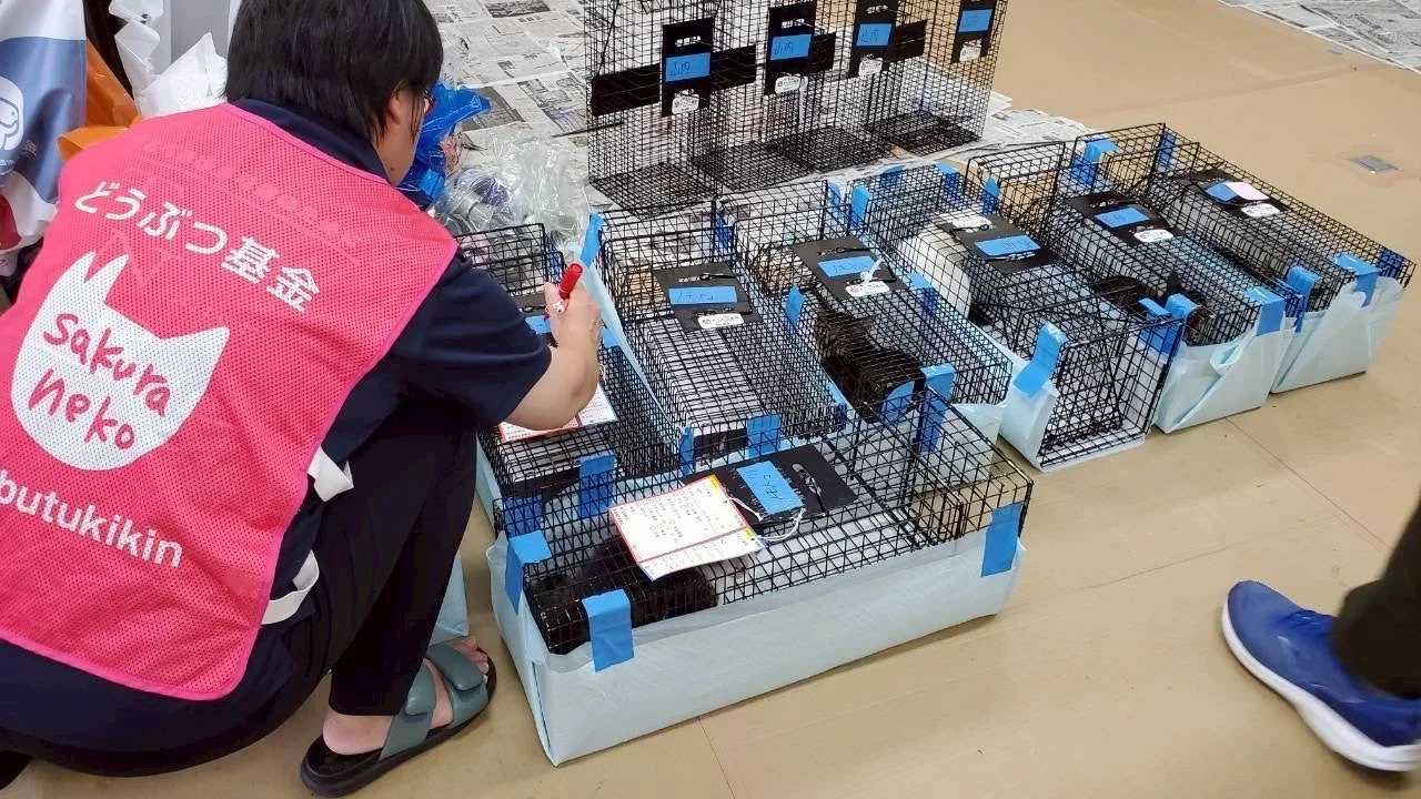 TNR活動中の猫たちとスタッフ