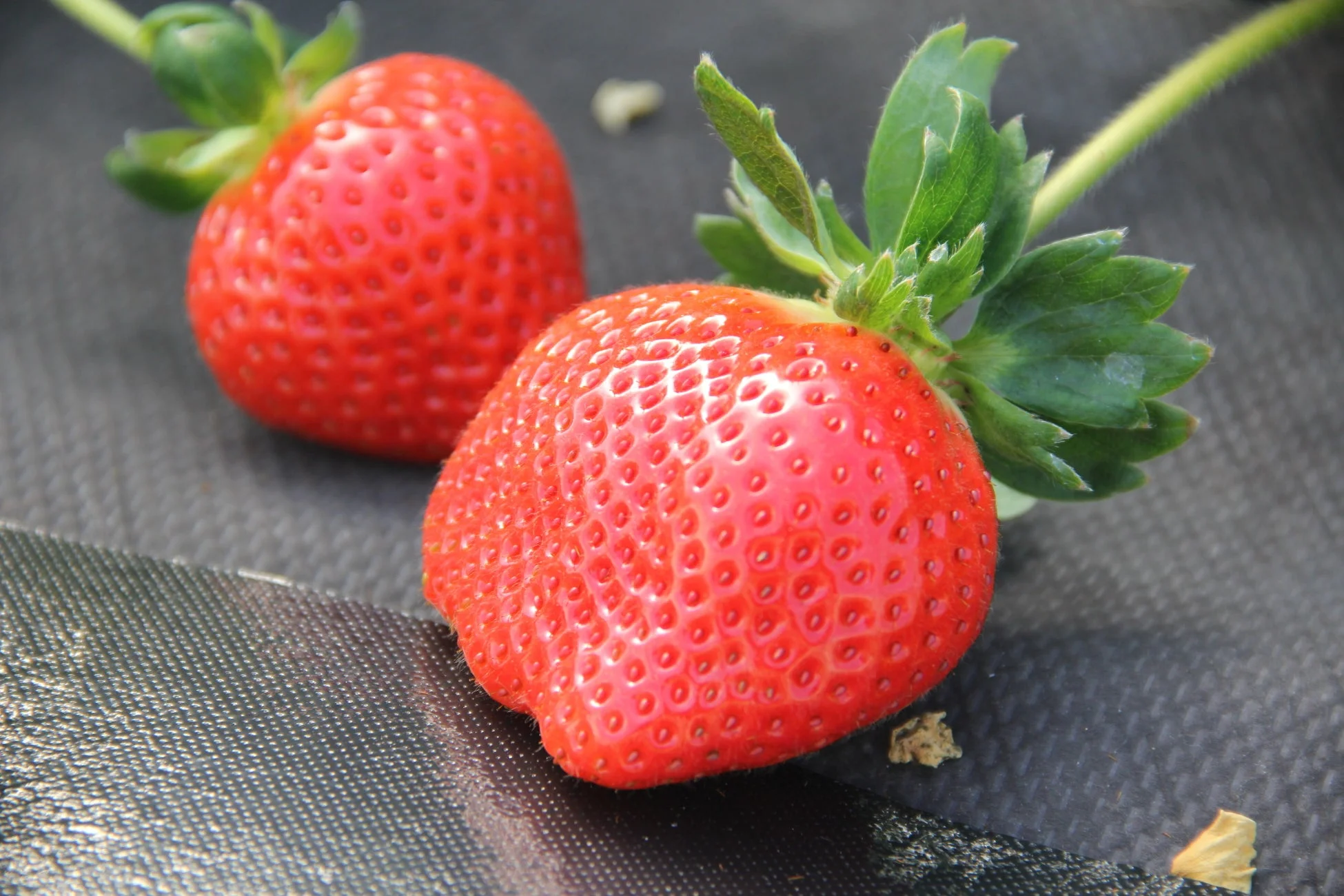 鮮やかな赤色のいちご