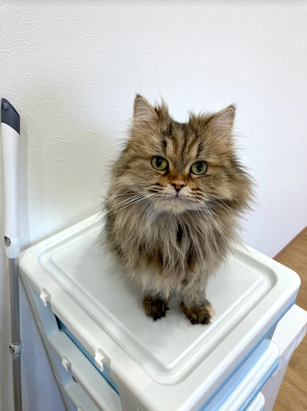 白い収納ボックスの上に座る茶色の猫