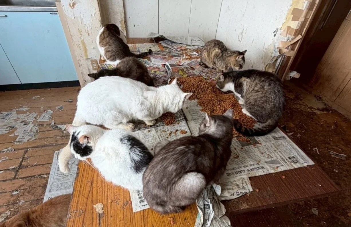 複数の猫が食事をする様子