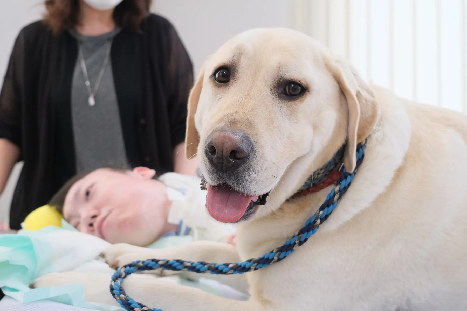 子供と触れ合うラブラドールレトリバー