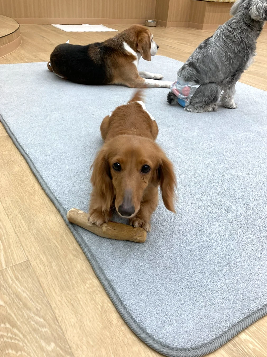 室内でくつろぐ3匹の犬
