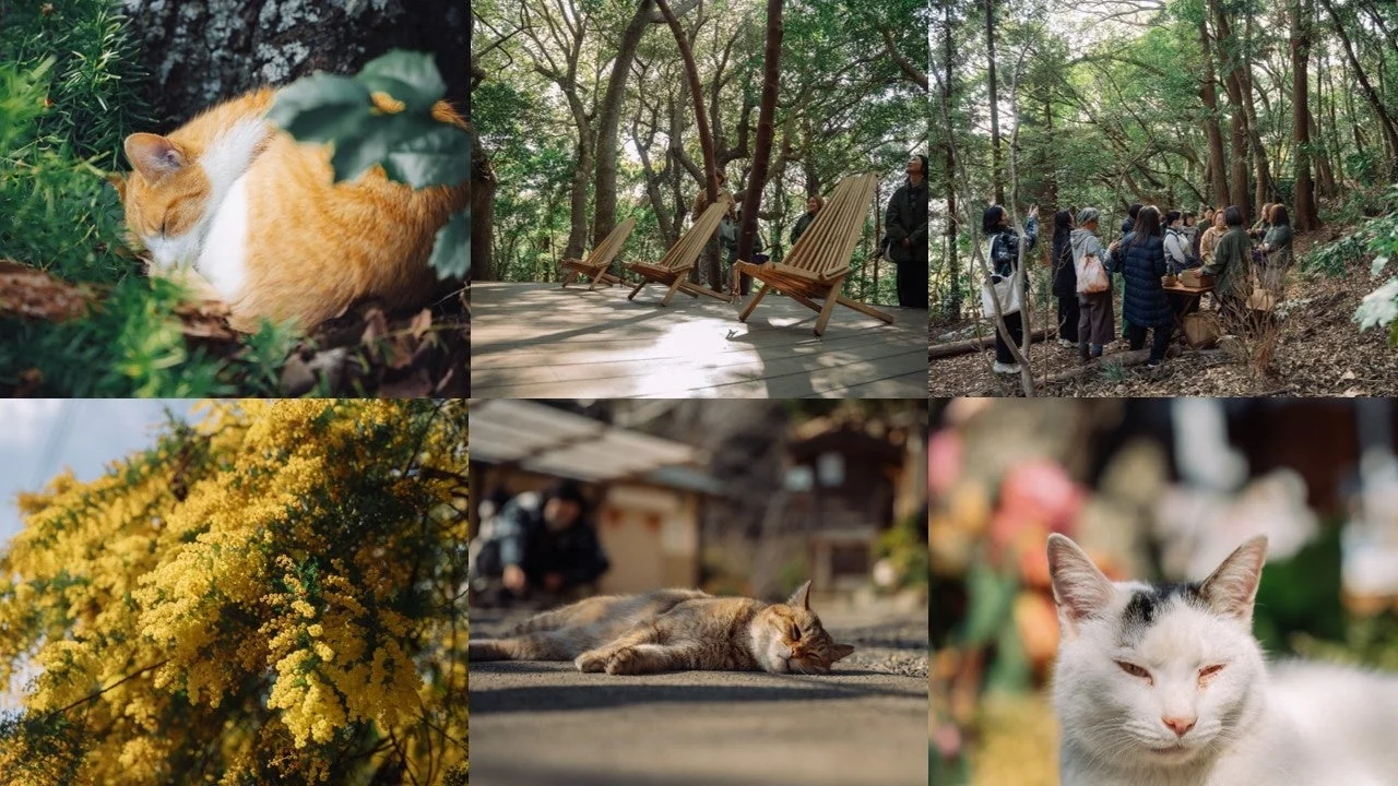 猫と人々が自然の中で過ごす様子やミモザの花