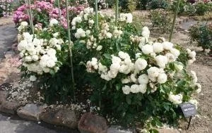 市長賞受賞ばら