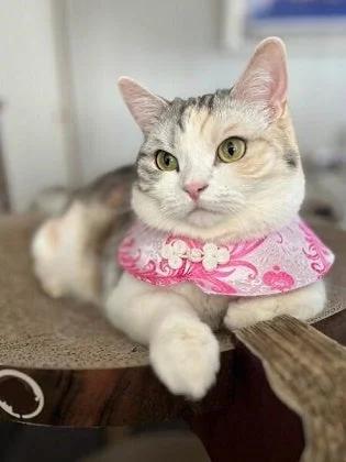 花柄の首輪をつけた猫