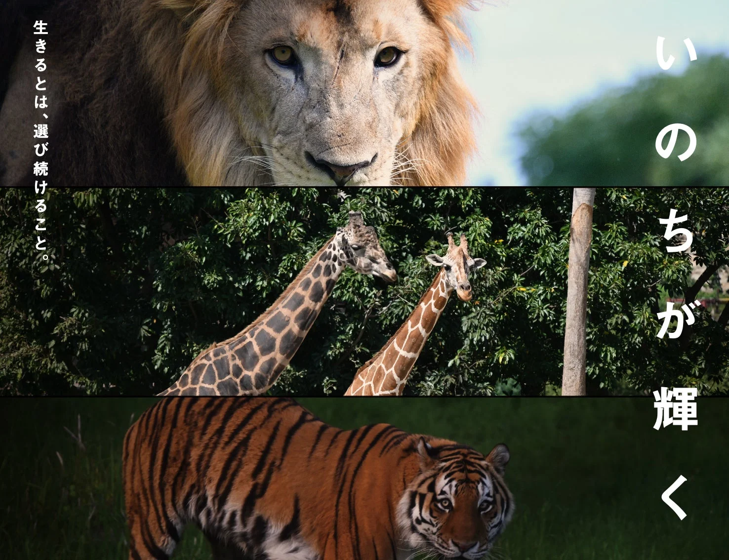 ライオン、キリン、トラの野生動物のイメージ