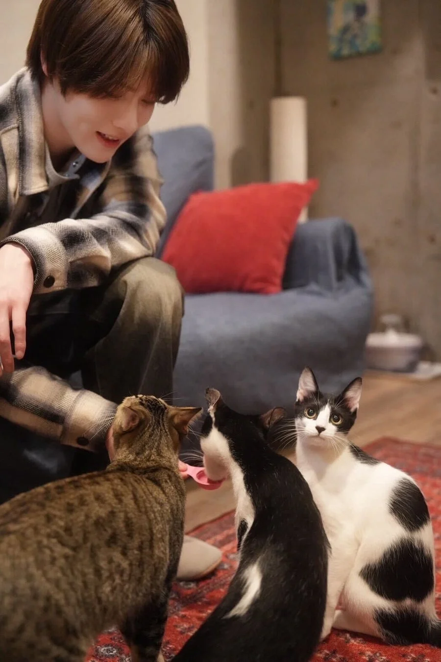 室内で座っている若い男性が、3匹の猫たちと優しく触れ合っている様子