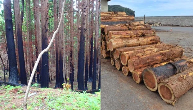 森林火災と伐採木材