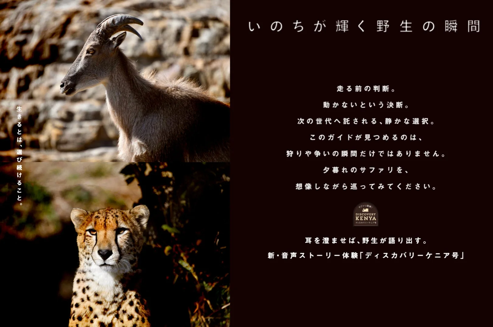 野生のヤギとチーターのイメージ