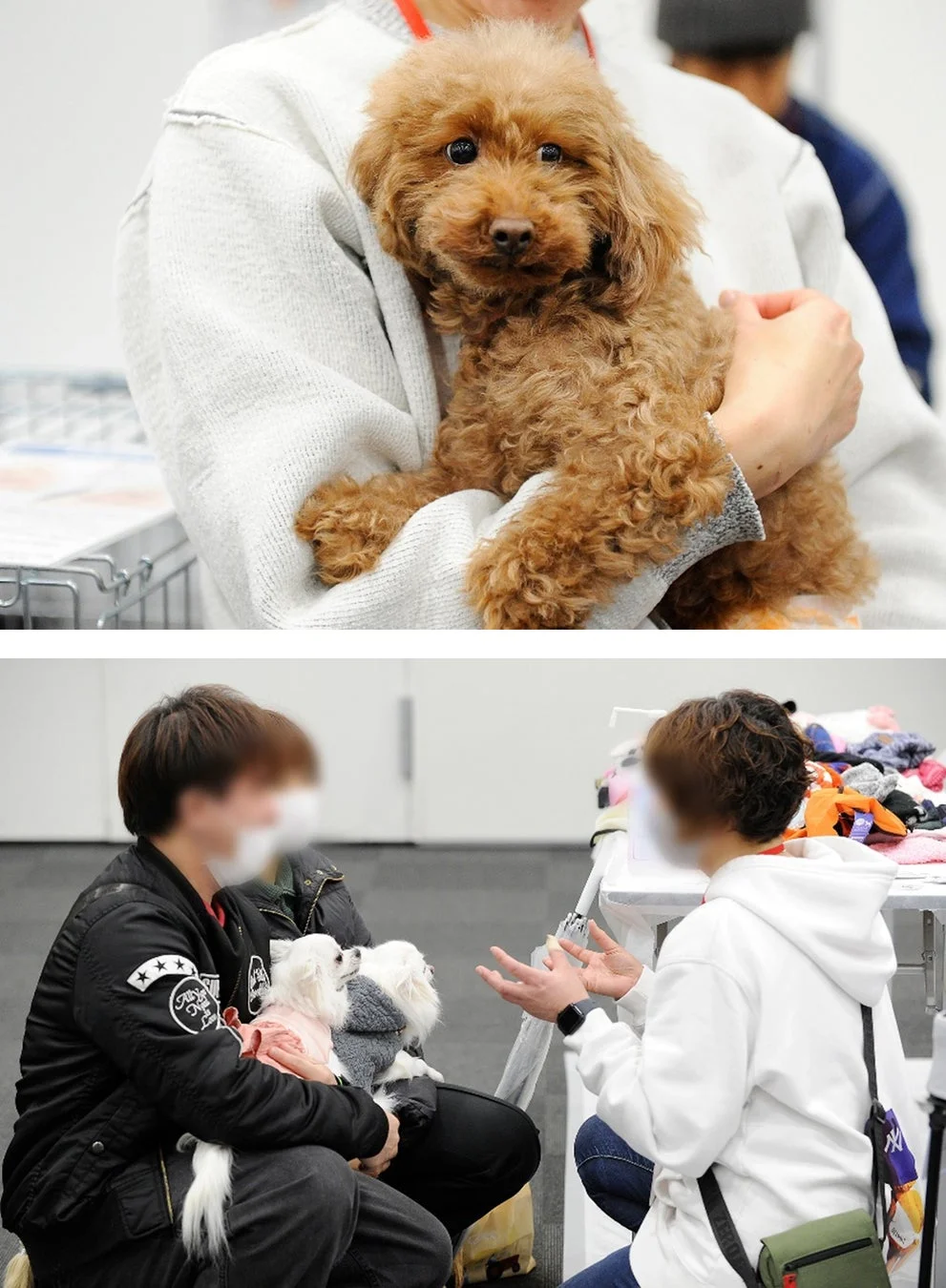 犬との交流を楽しむ人々