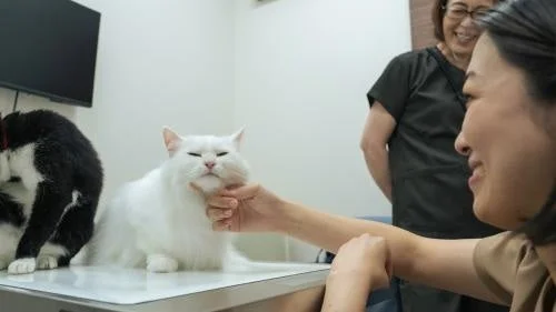 女性が白い猫を優しく撫でる様子