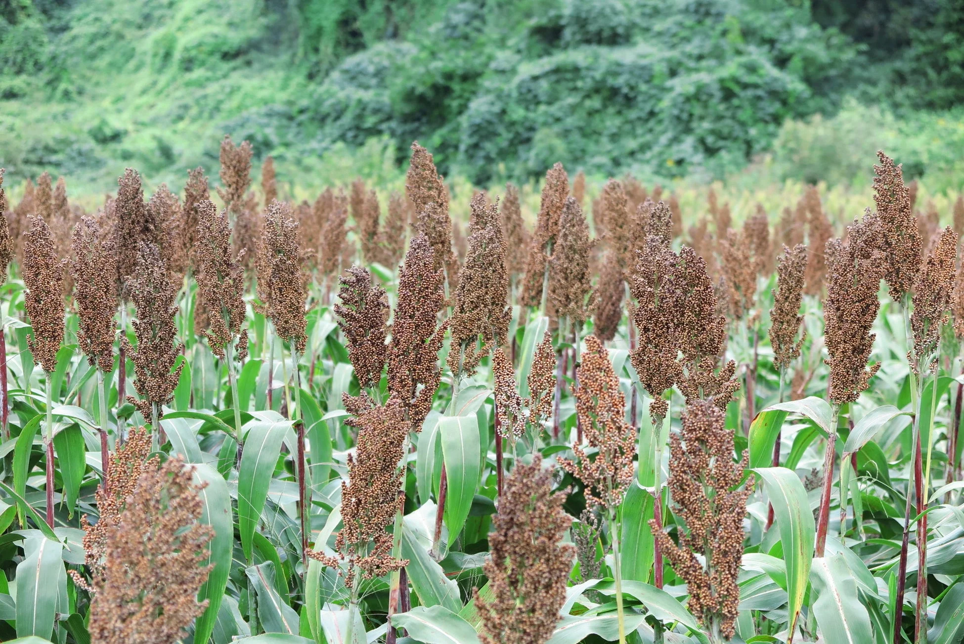 ソルガム畑