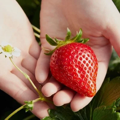 両手に包まれた真っ赤で瑞々しいイチゴ