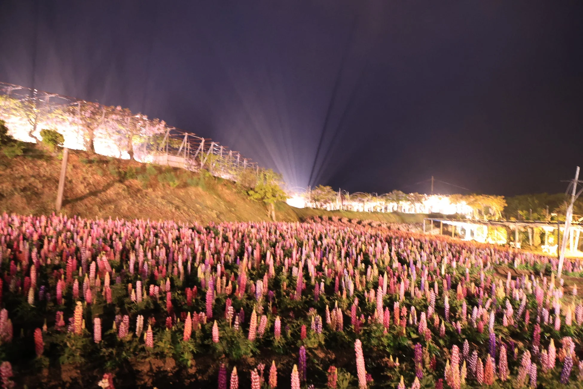 ライトアップされたルピナス畑