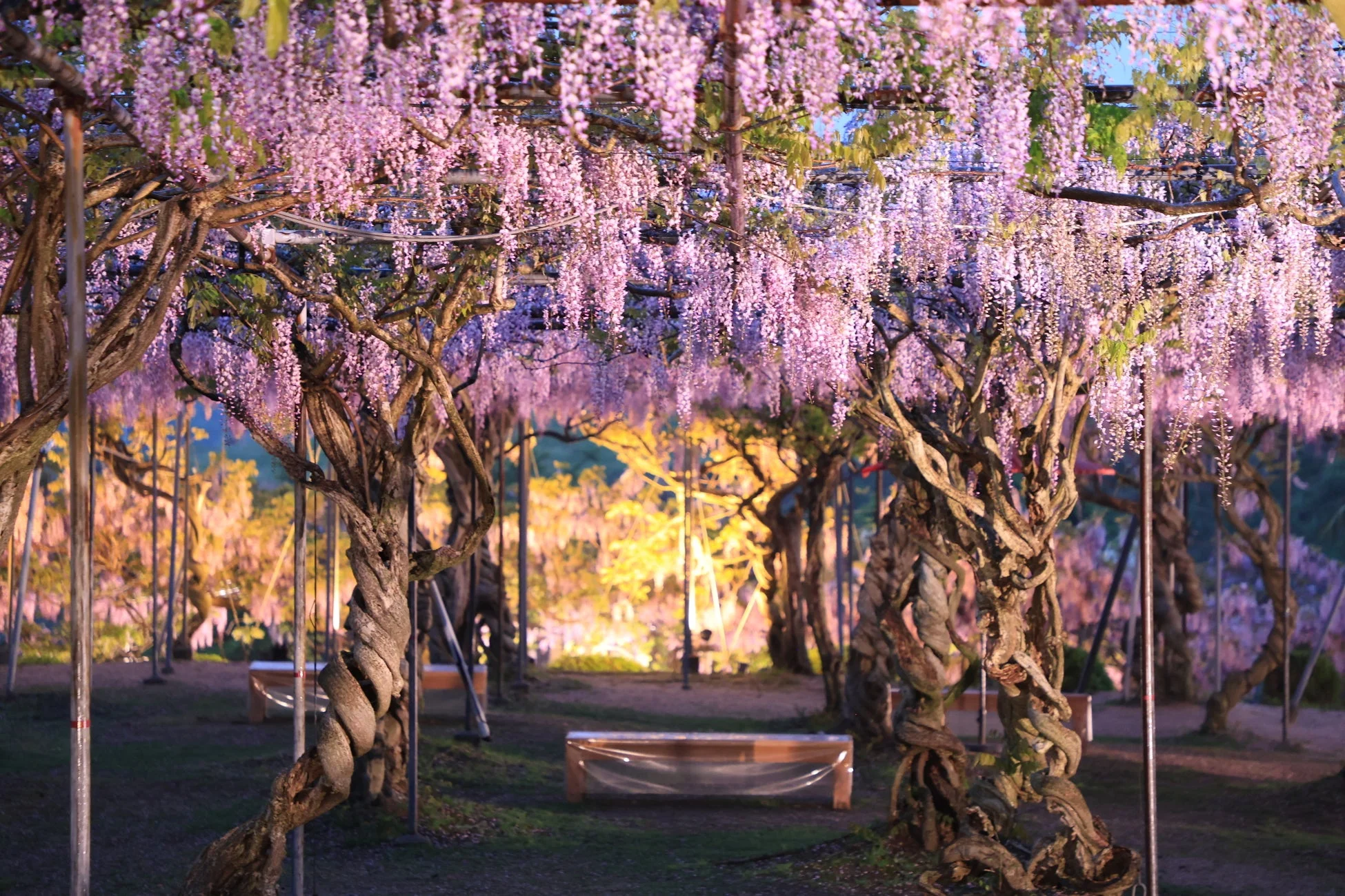 ライトアップされた藤棚