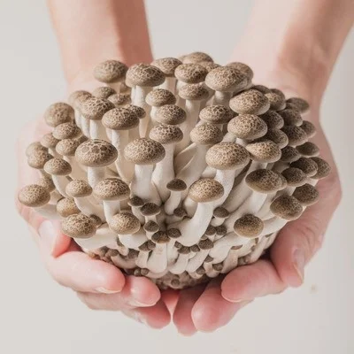 新鮮なぶなしめじの束