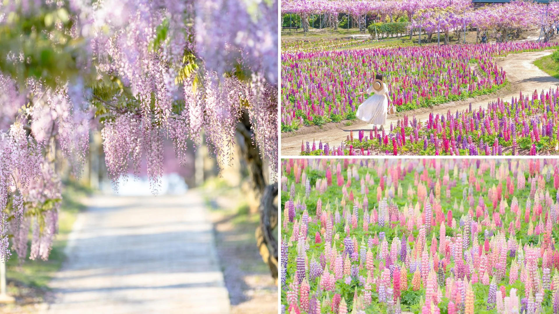 藤とルピナスが咲く花畑