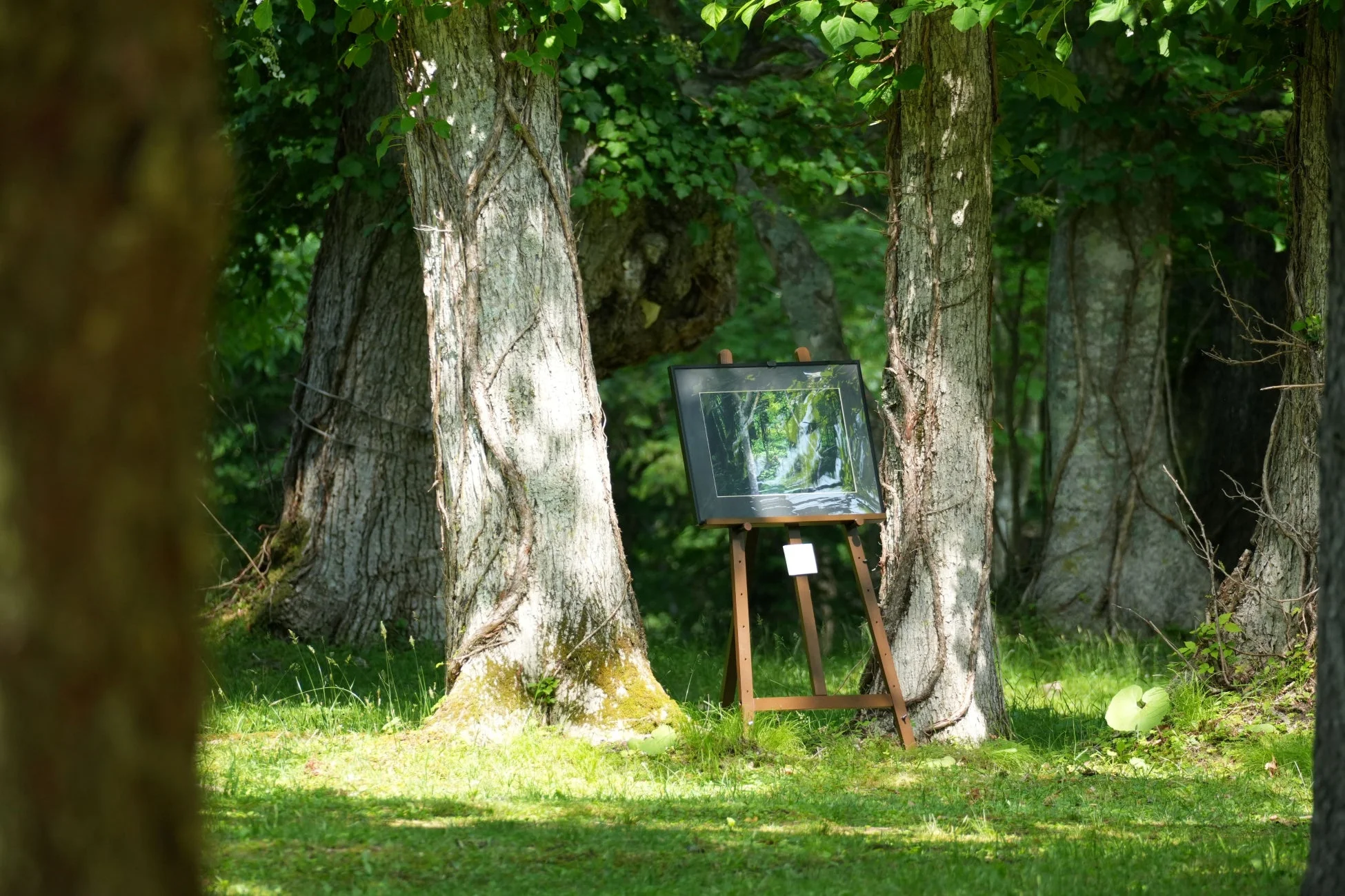 森の中の写真展示