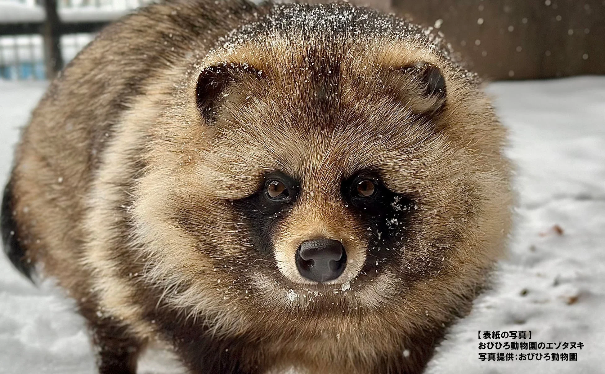 おびひろ動物園のエゾタヌキ