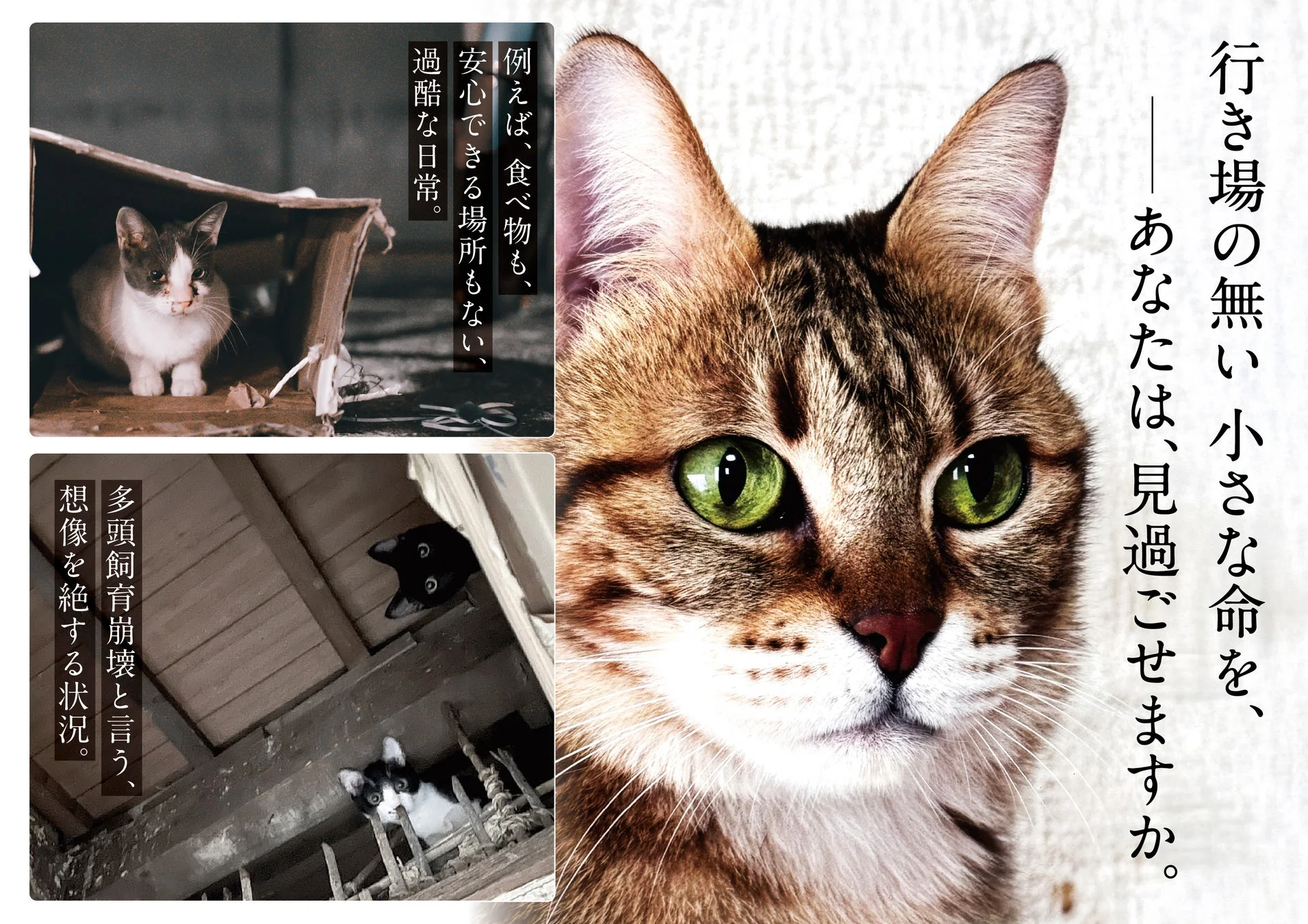 行き場のない小さな命を、あなたは見過ごせますか。