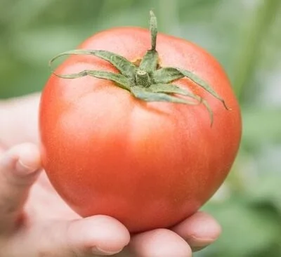 収穫されたばかりの真っ赤なトマト