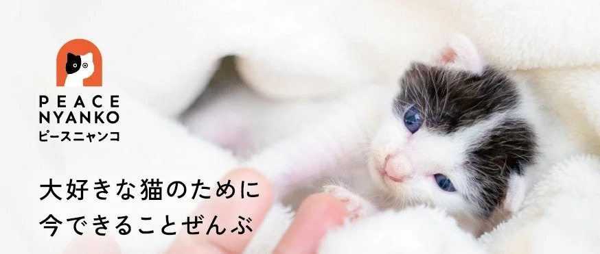 白い毛布にくるまって横たわる、青い目の小さな白黒の子猫