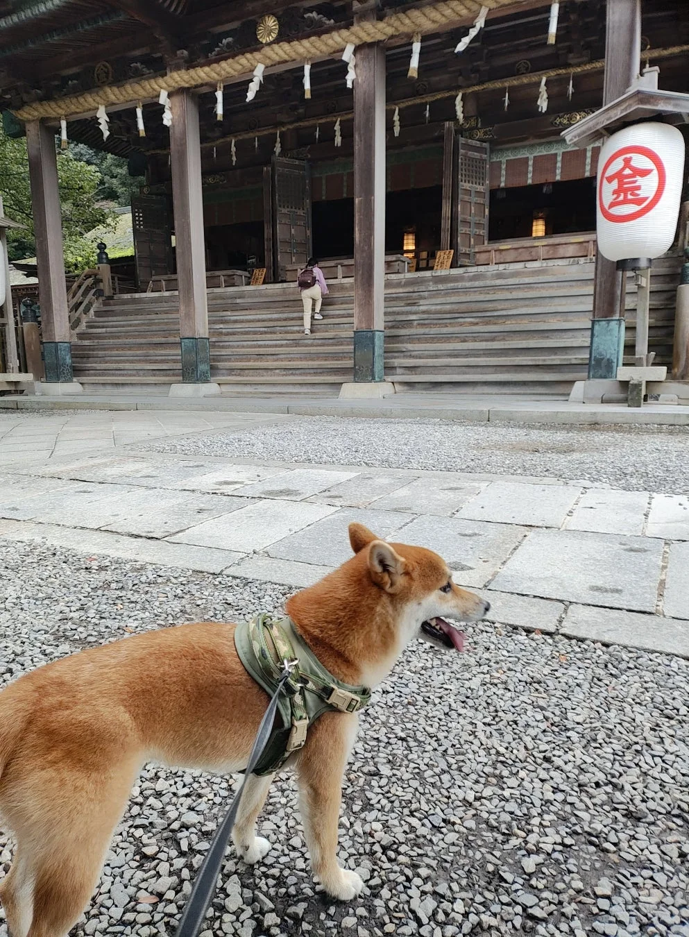 神社前に座る柴犬