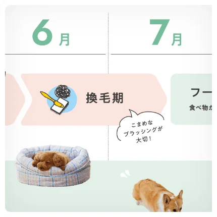 犬と猫の季節ごとの手入れ